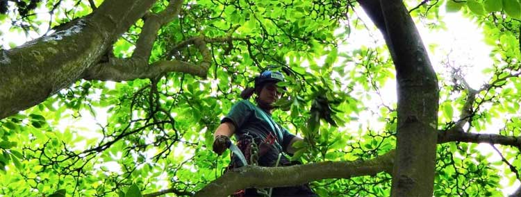 tree surgery