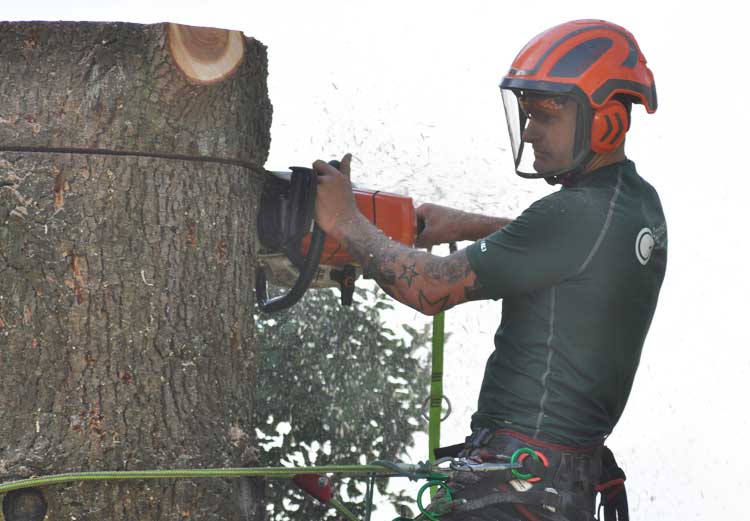 Tree Surgeons for Sussex, Surrey & London